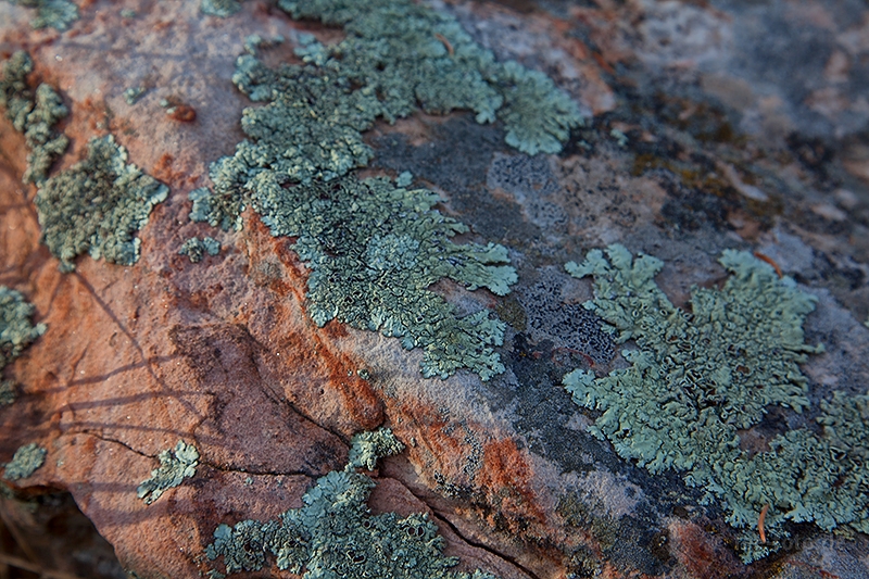 Faszinierende Flechten